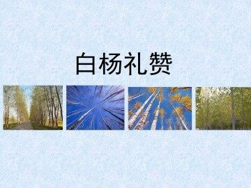白杨礼赞_课件1