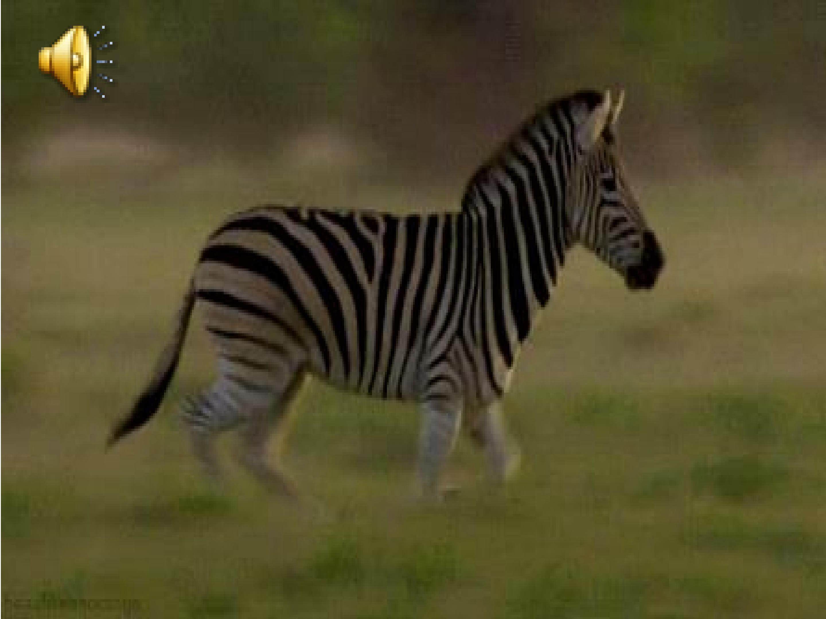 Lesson 13 Where Do They Live