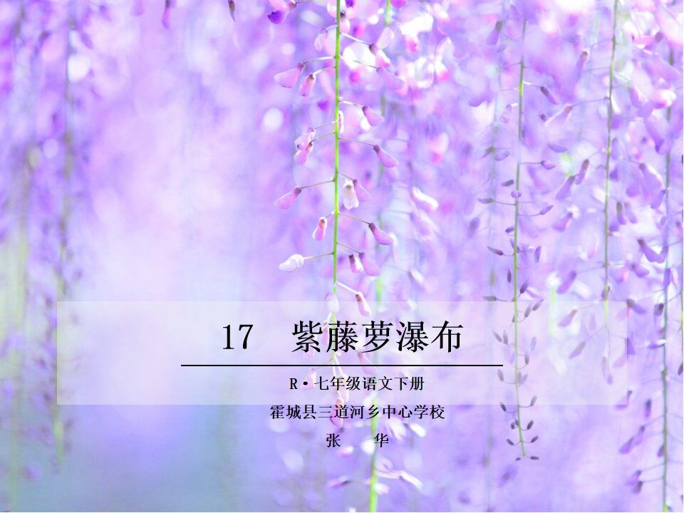 紫藤萝瀑布