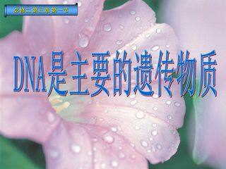 DNA是主要的遗传物质