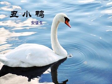 3 * 丑小鸭