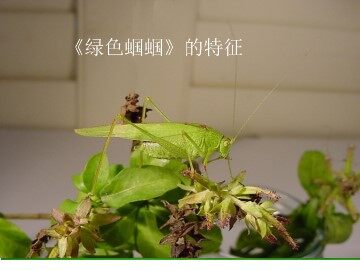绿色蝈蝈_课件1