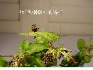 绿色蝈蝈_课件1