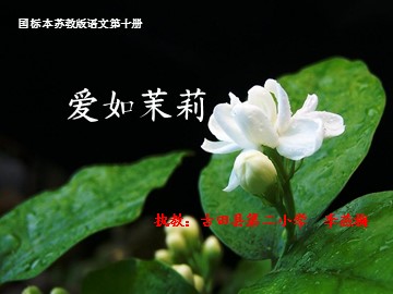 爱如茉莉（课件）