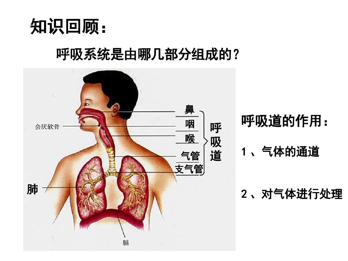 发生在肺内的气体交换