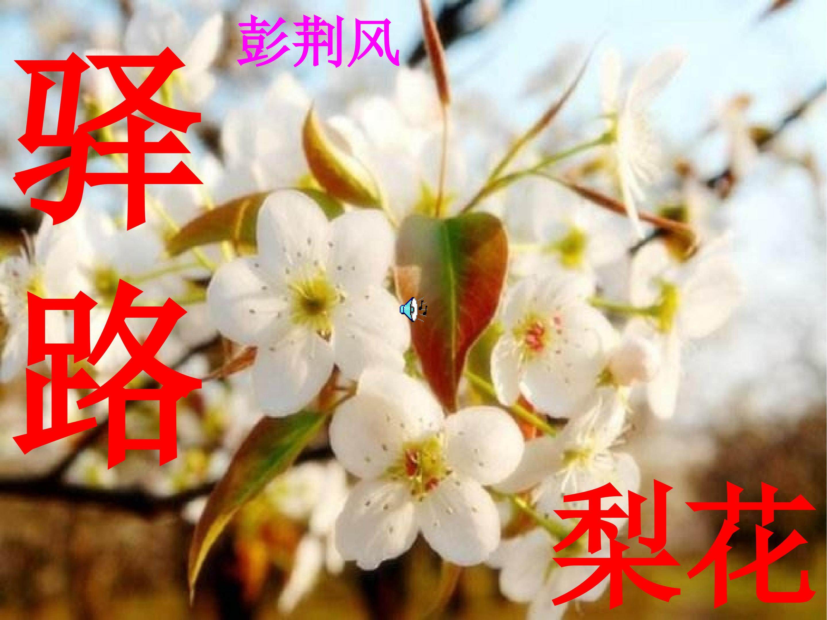 《驿路梨花》