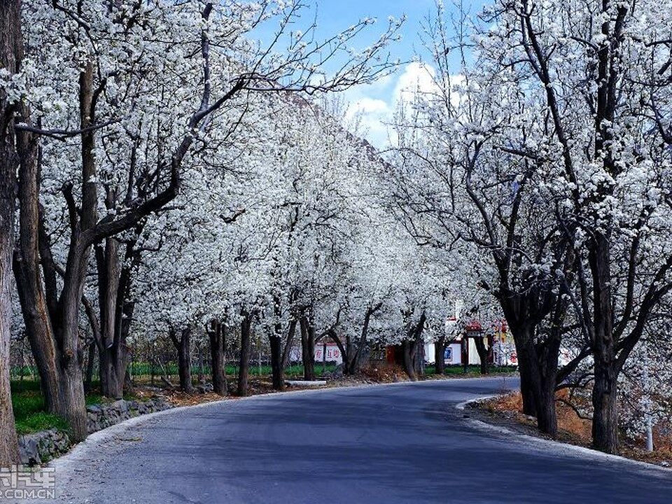 驿路梨花