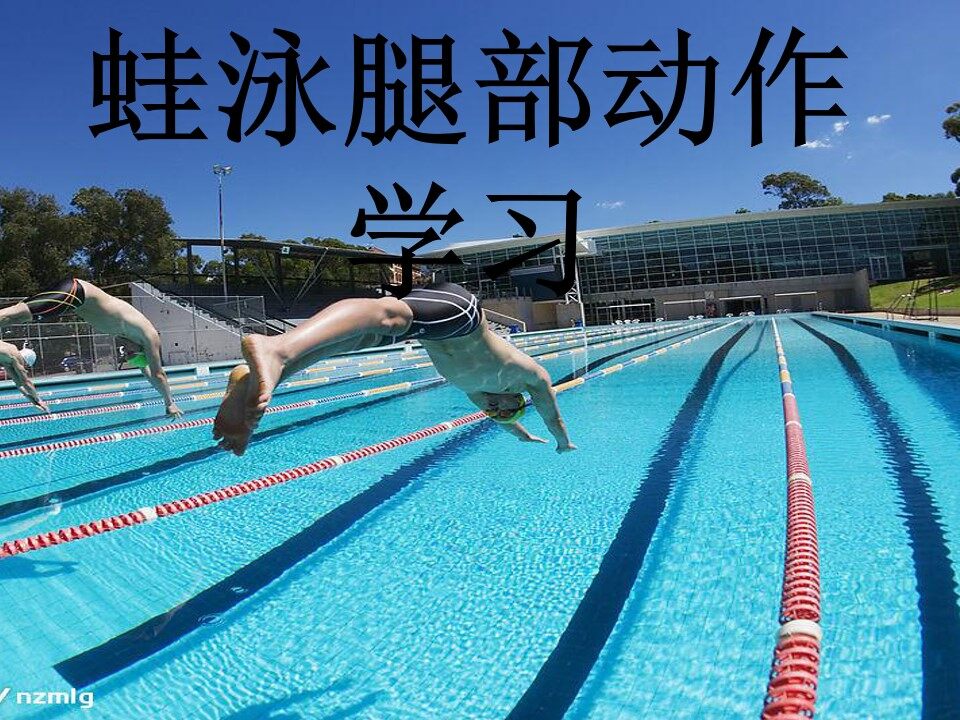 蛙泳腿部动作学习