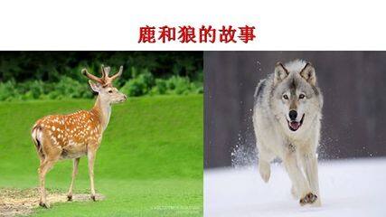 14* 鹿和狼的故事