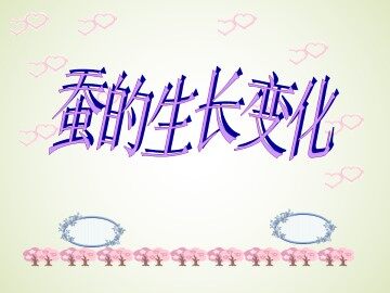 蚕的生长变化_课件1