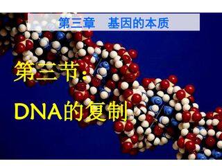 DNA复制