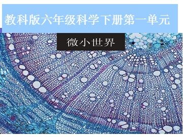 《放大镜》课件2