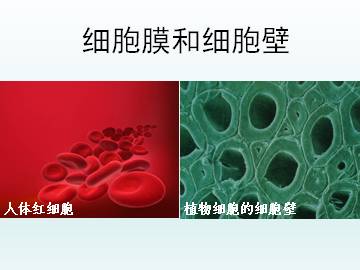 细胞膜和细胞壁_课件1