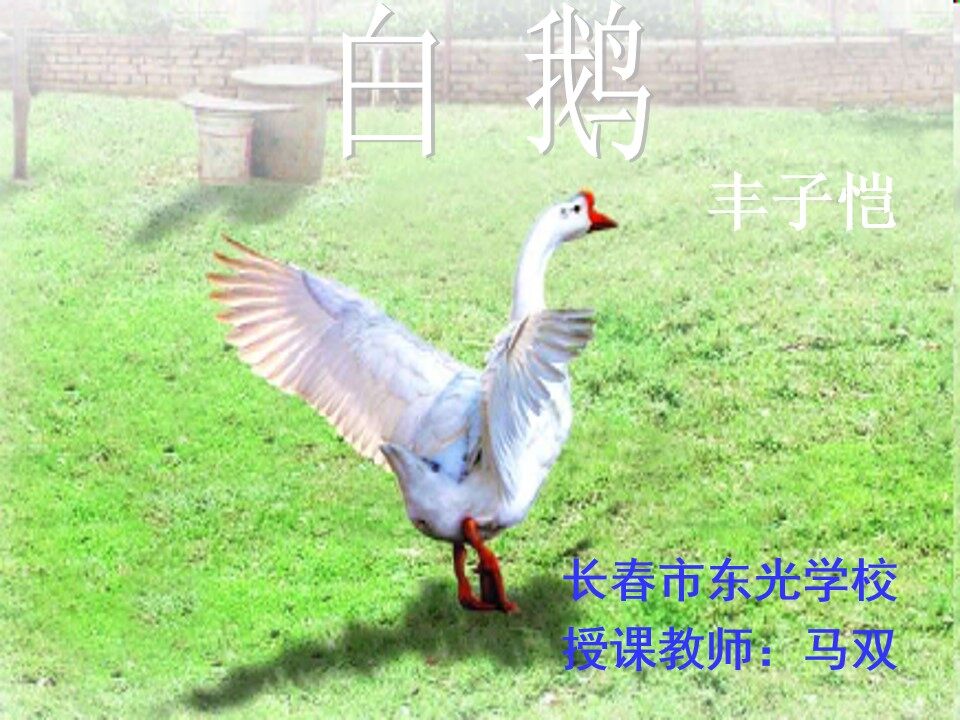 白鹅