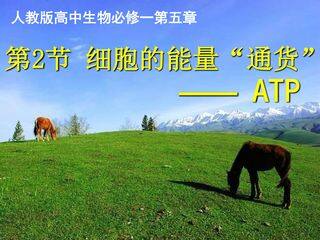 细胞的能量“通货”----ATP