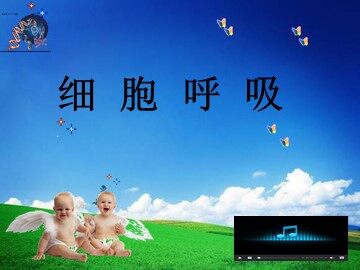 第3节  ATP的主要来源——细胞呼吸