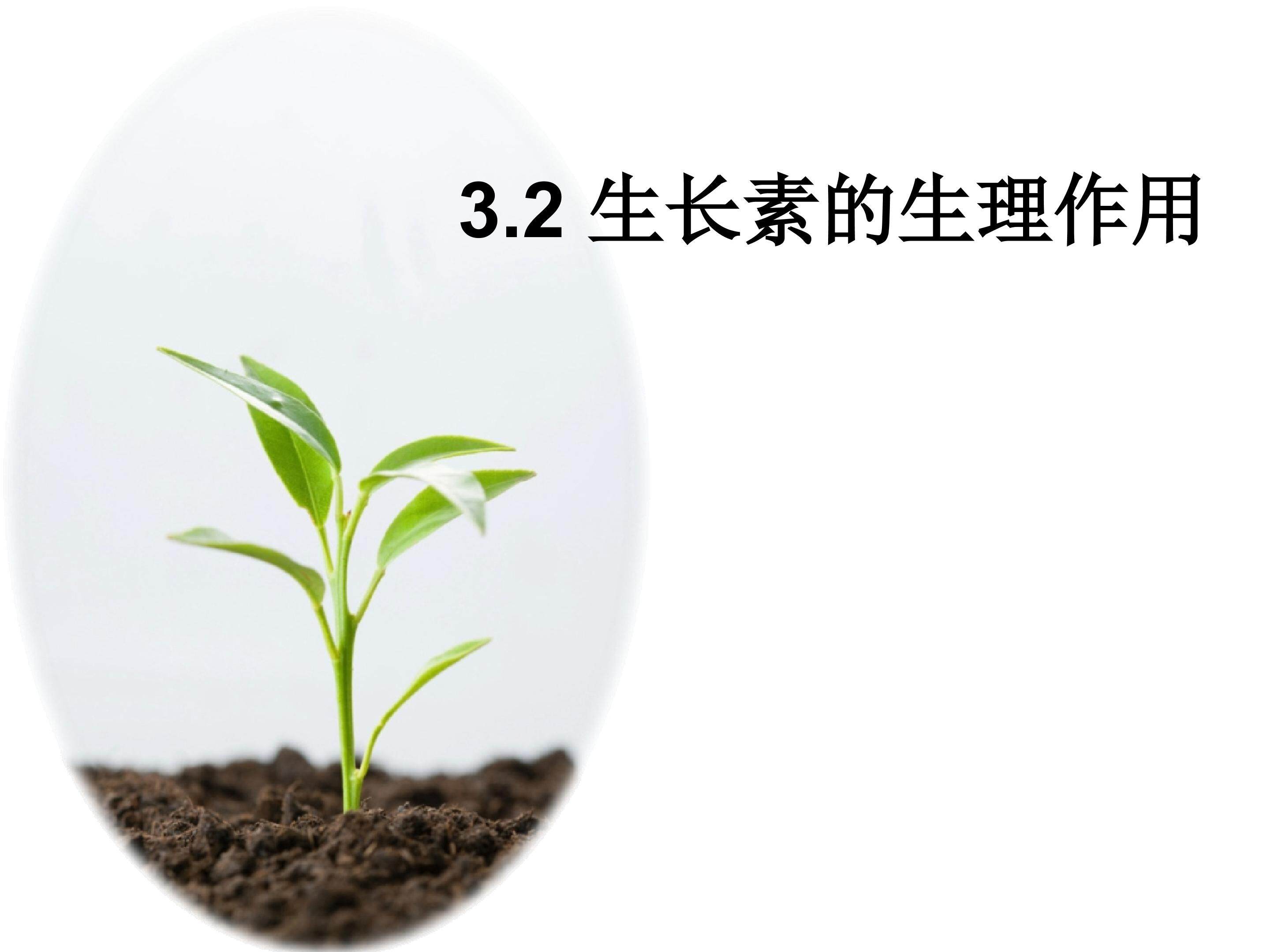 生长素的生理作用