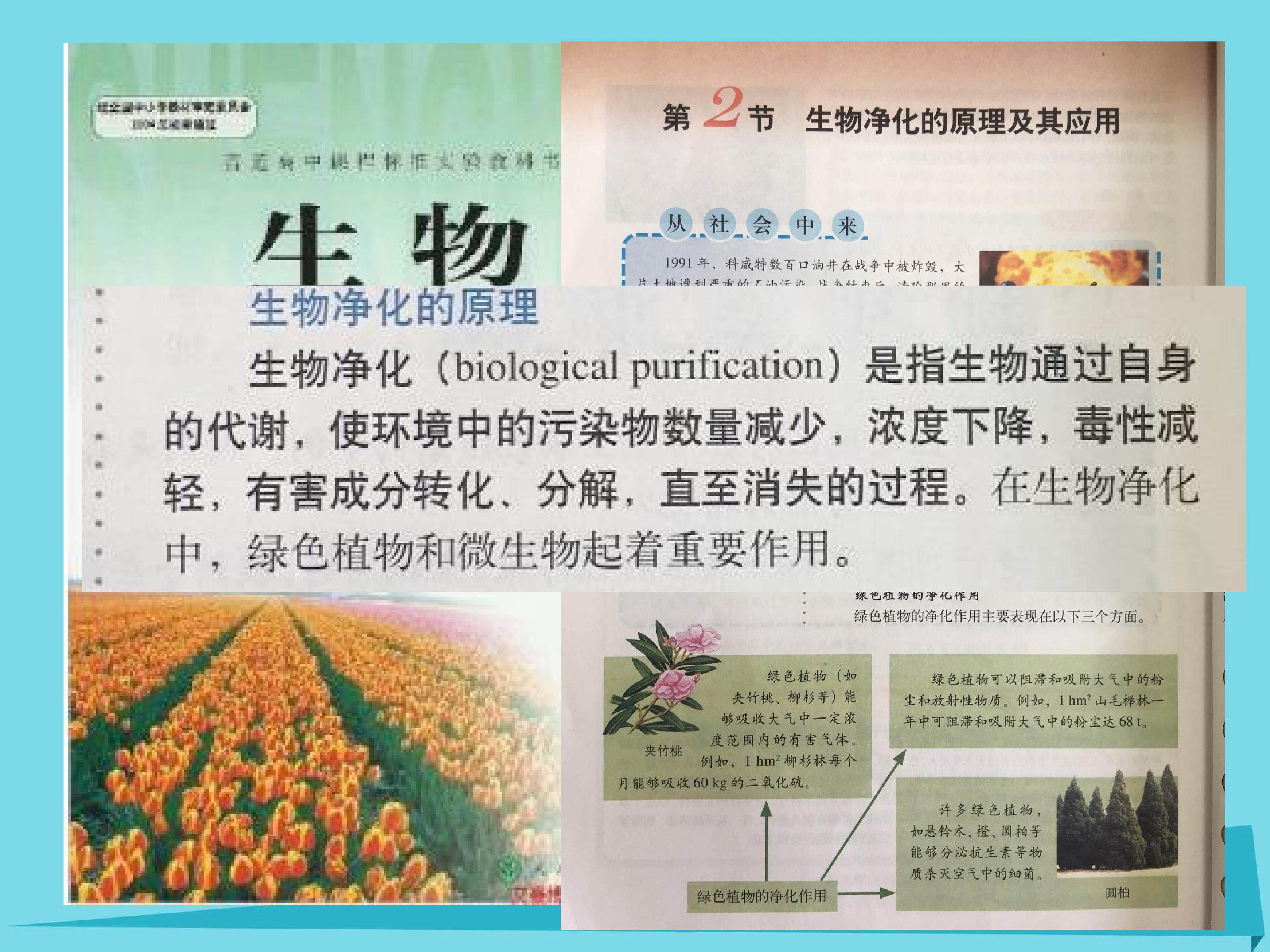 生物净化的原理及其应用