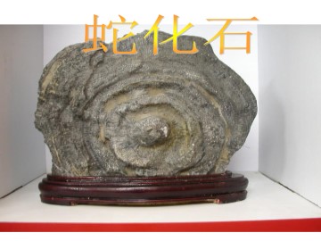 化石吟_课件1