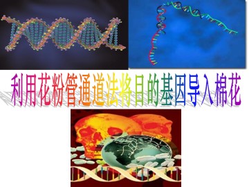 利用花粉管通道法将目的基因导入棉花_课件1