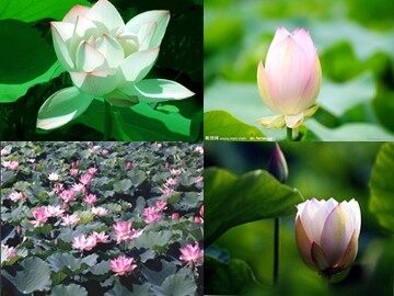 22 短文两篇