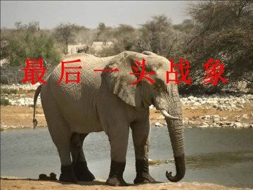 最后一头战象_课件1