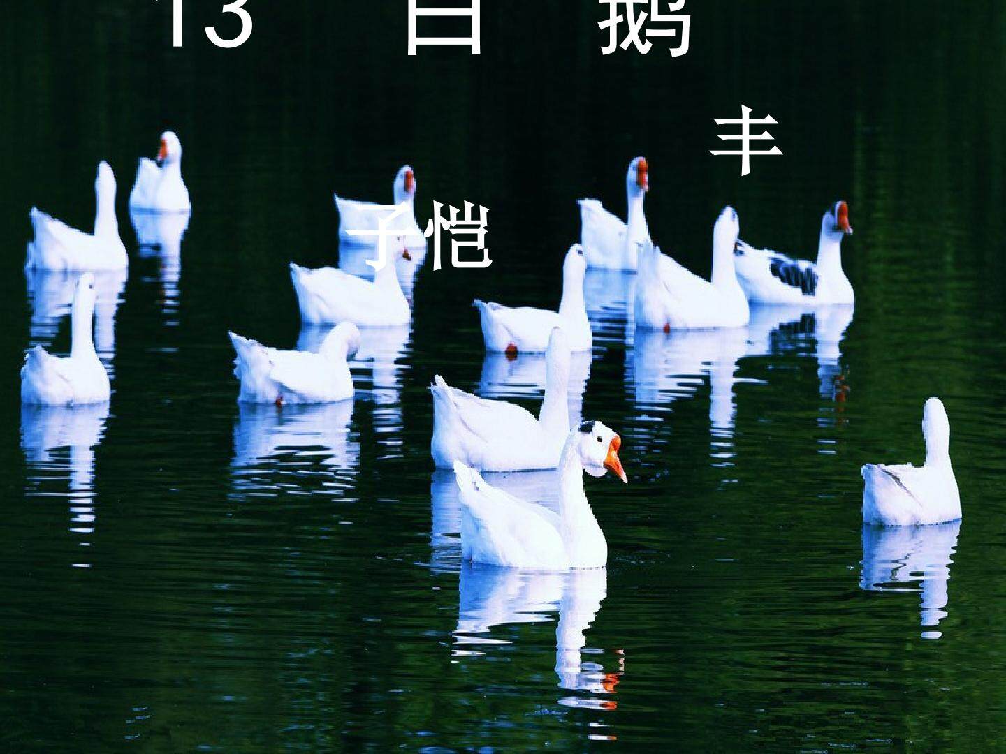 13 白鹅