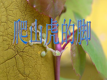 9  爬山虎的脚