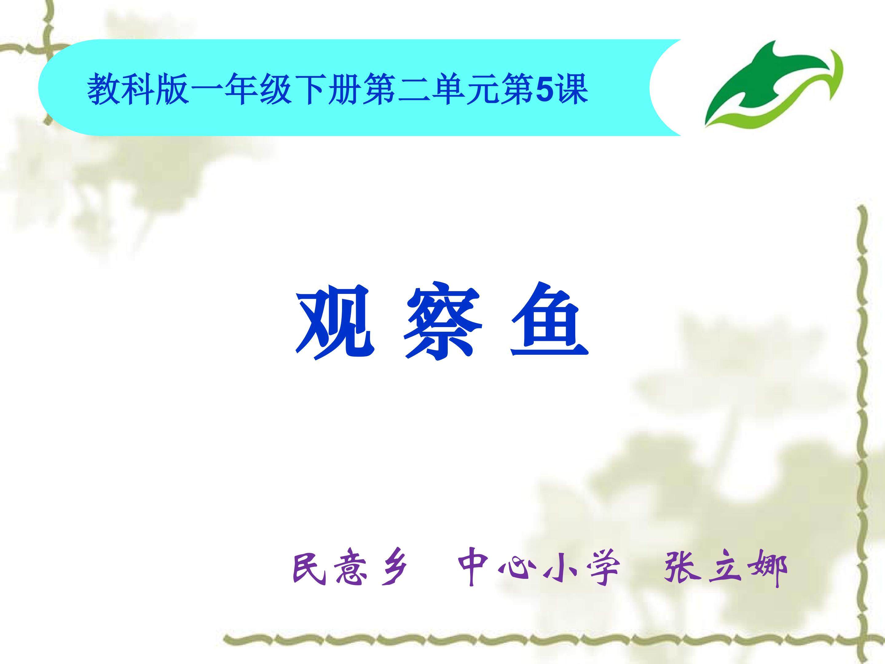 观察鱼