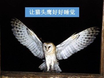 让猫头鹰好好睡觉_课件1