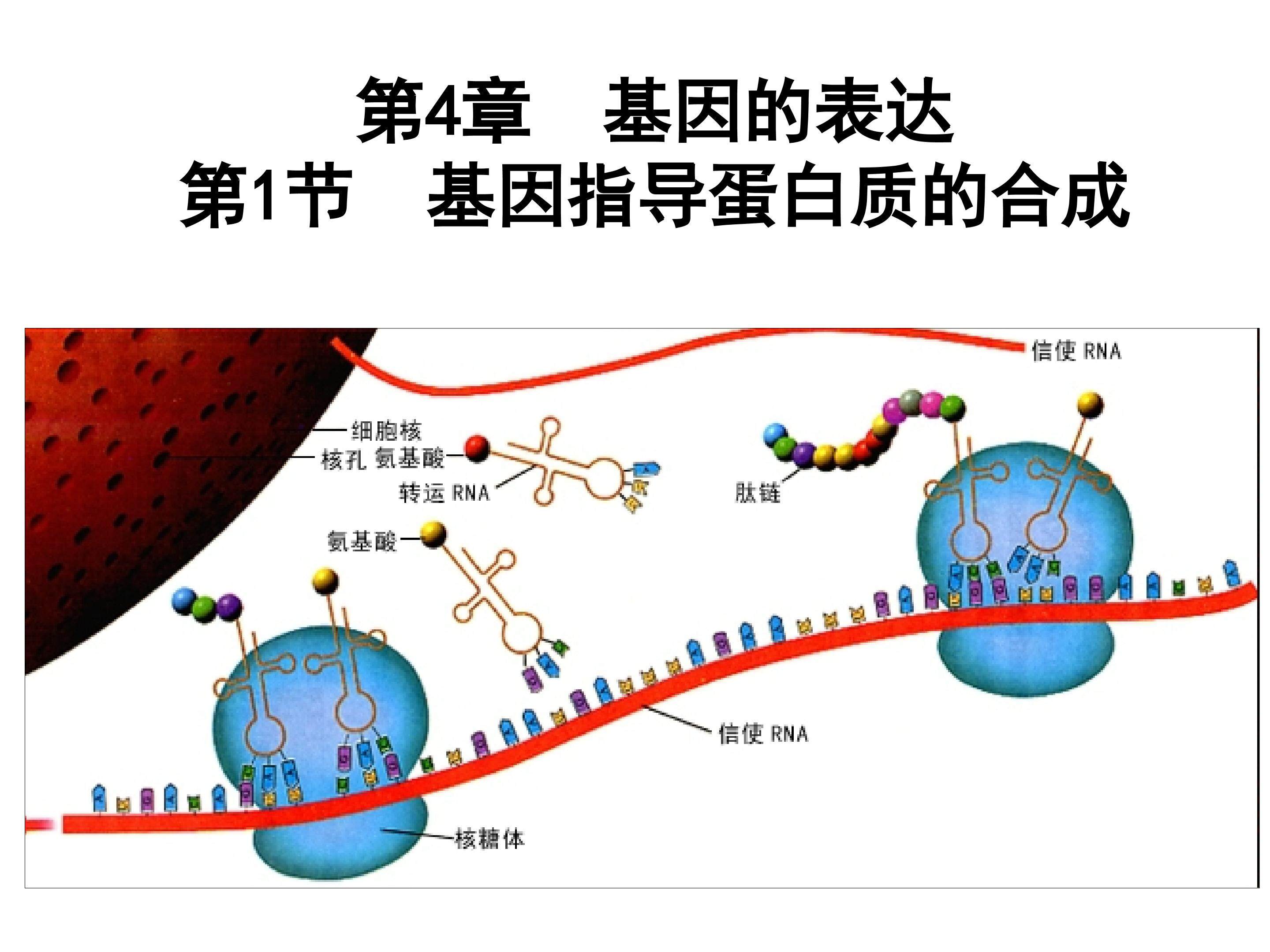 基因指导蛋白质的合成