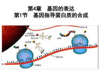 基因指导蛋白质的合成