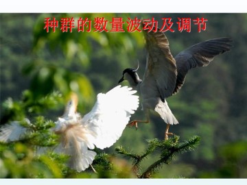 种群的数量波动及调节_课件1
