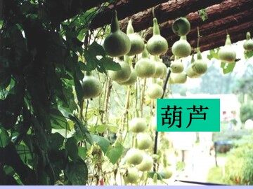 9  我要的是葫芦