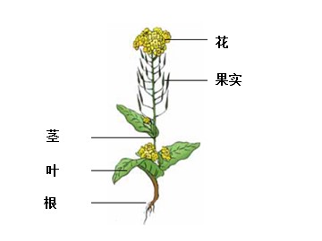 1.油菜花开了