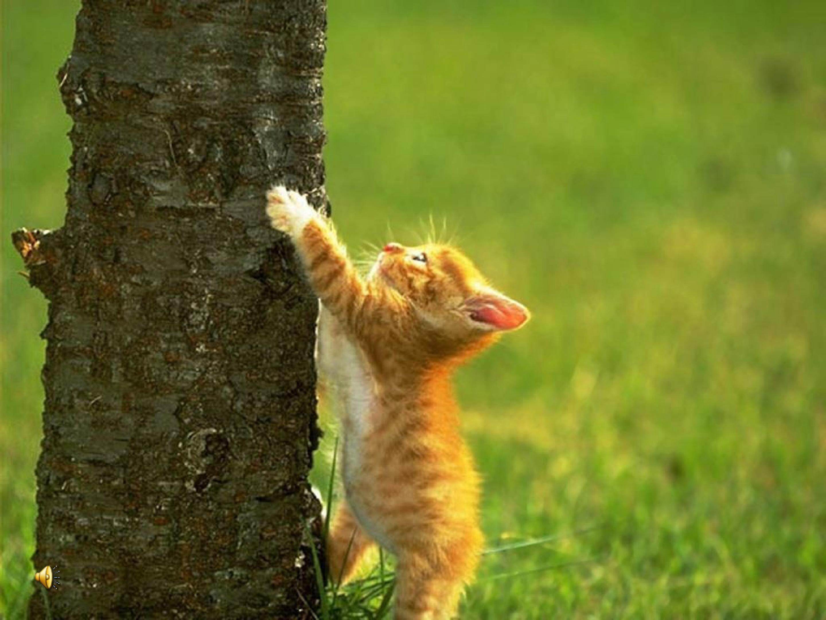 《猫》