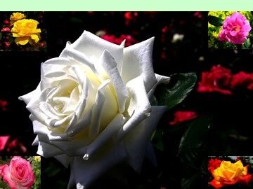 13 花钟