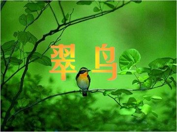 5 翠鸟