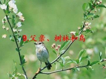 9  父亲、树林和鸟