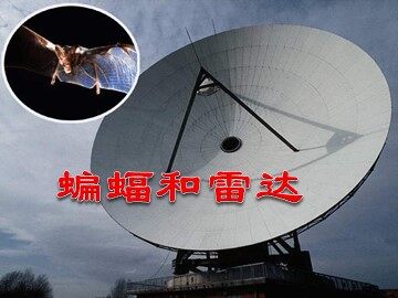 11 蝙蝠和雷达