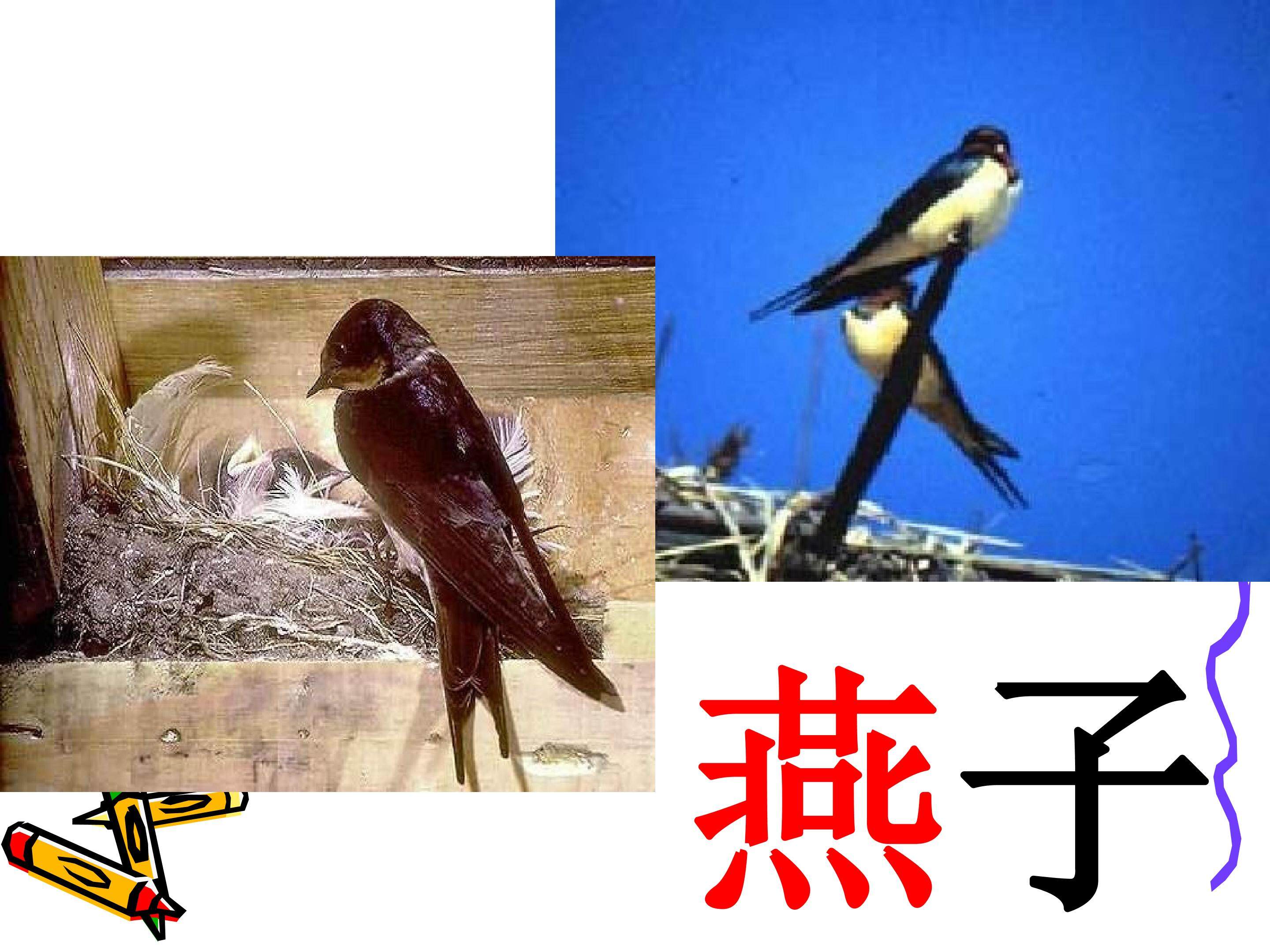 燕子
