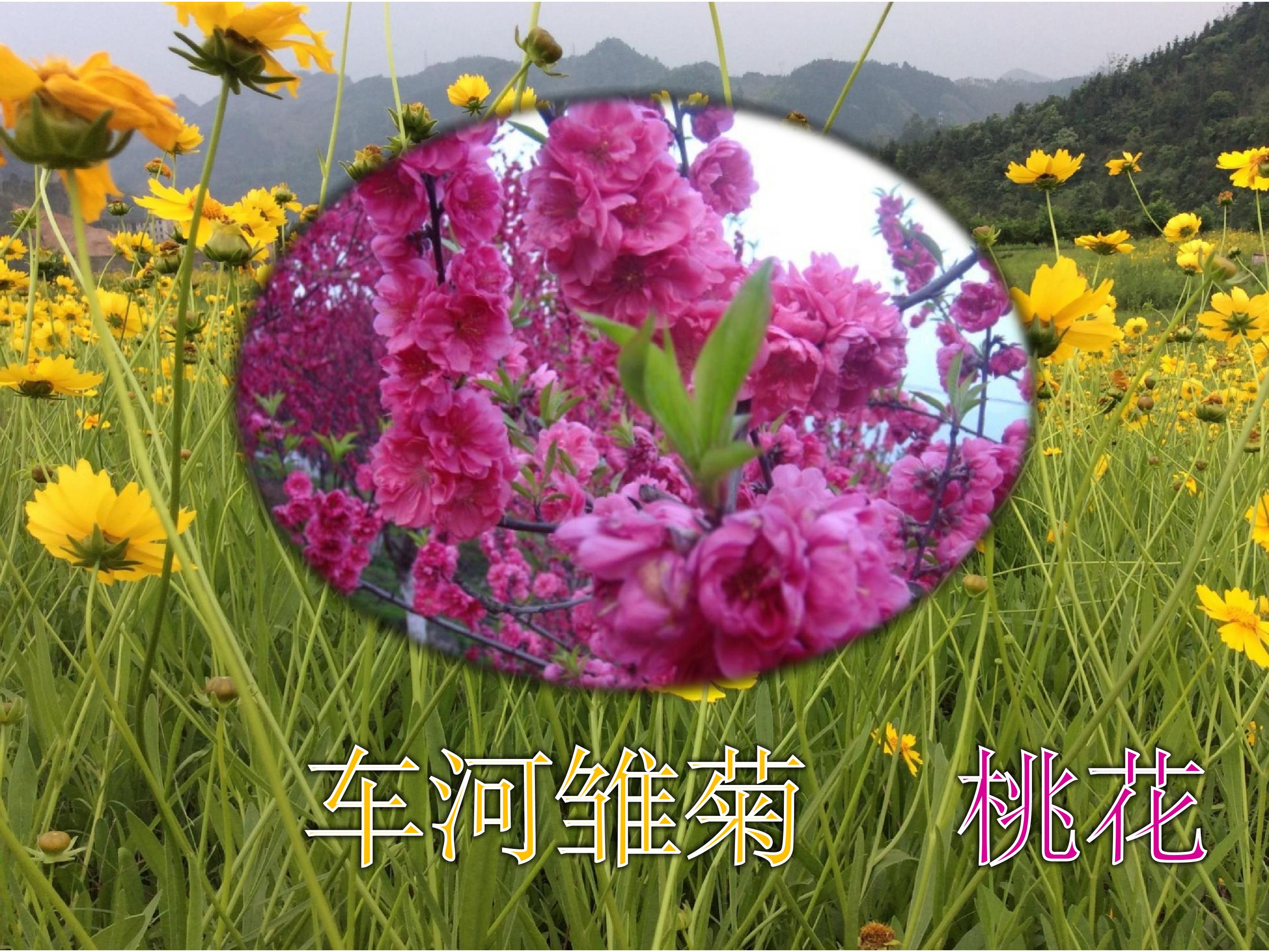 花儿为什么这样红