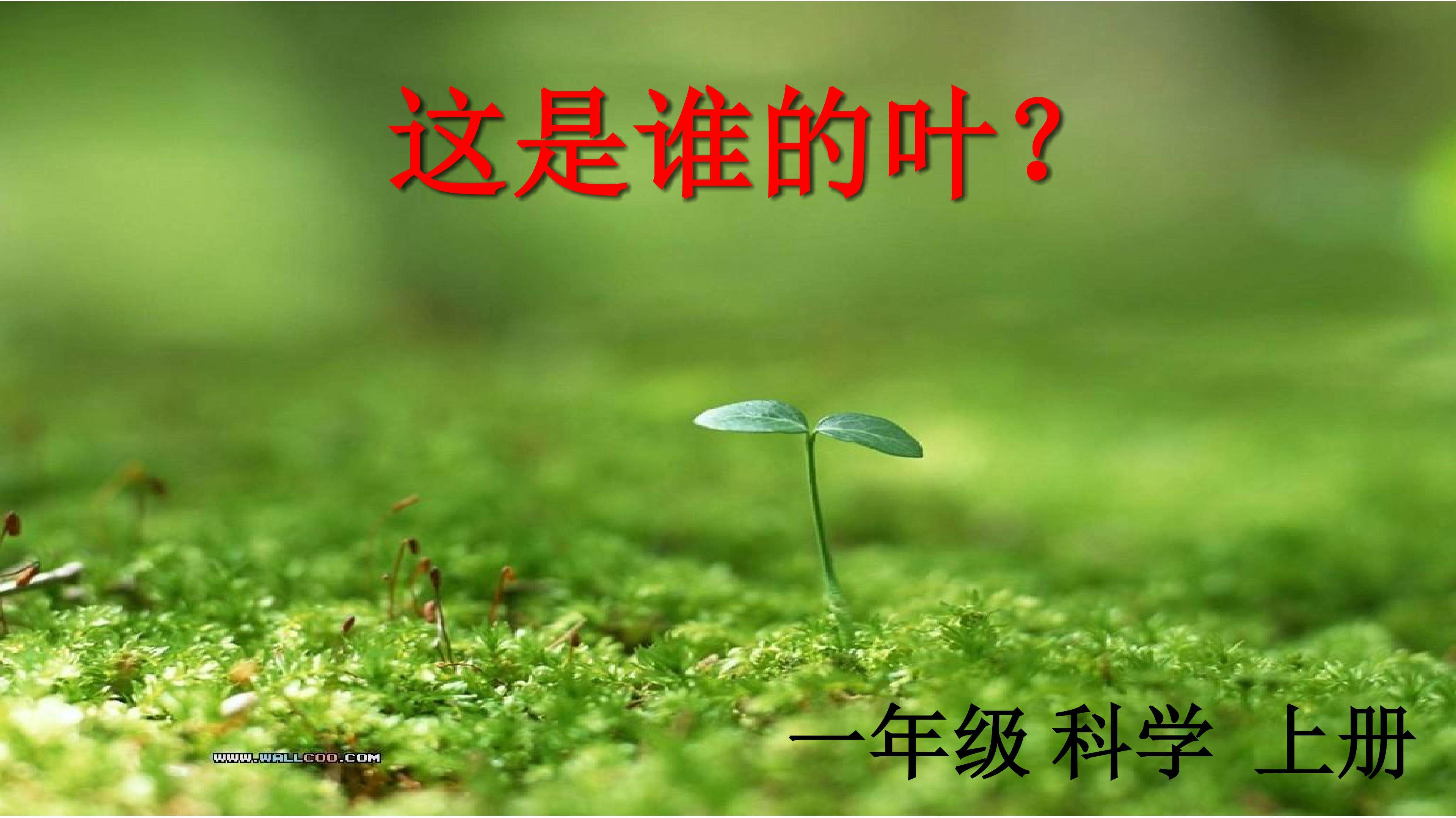 这是谁的叶
