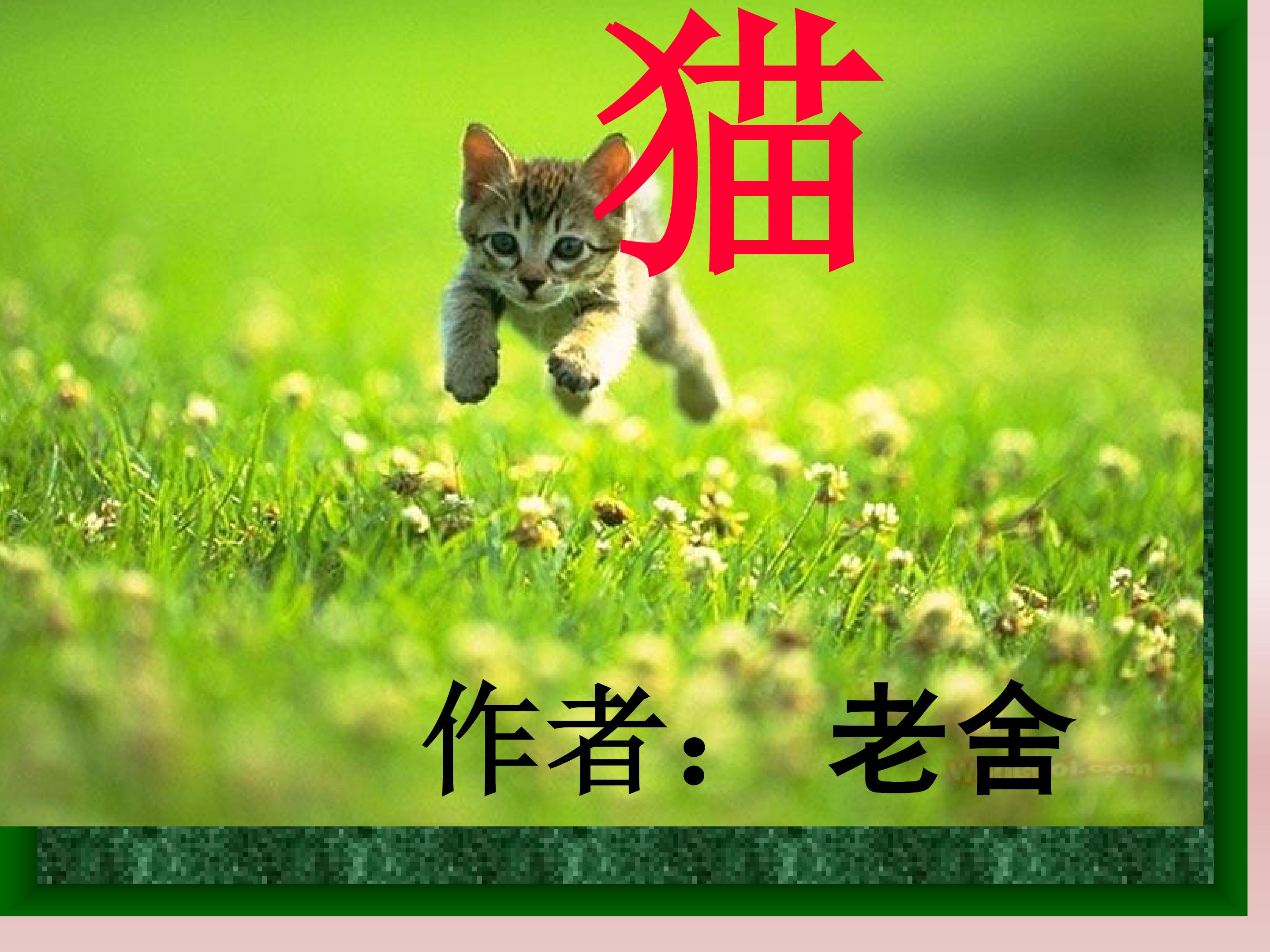 猫_课件1