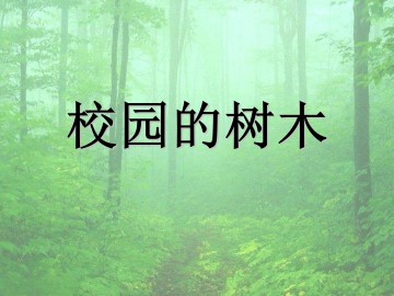 校园的树木_课件1