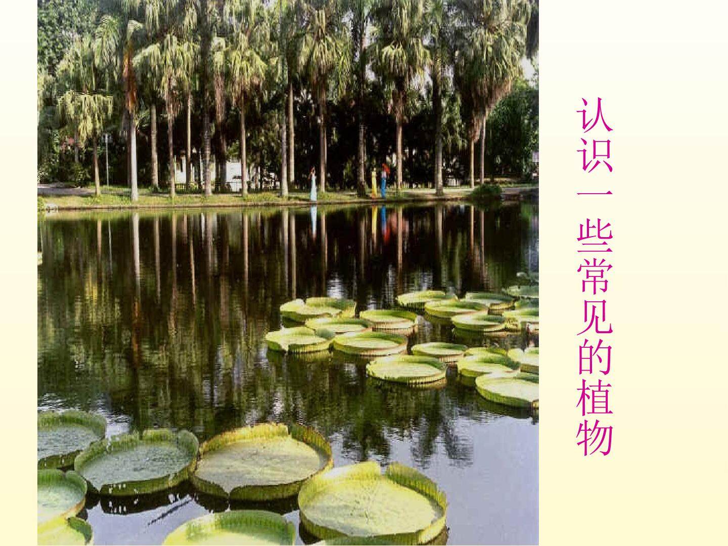 多种多样的植物_课件1