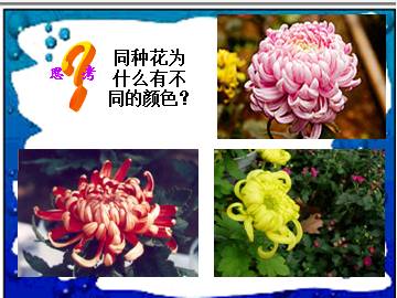 分离定律_课件1