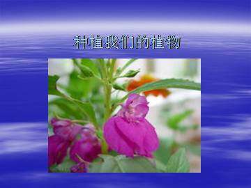 种植我们的植物_课件1