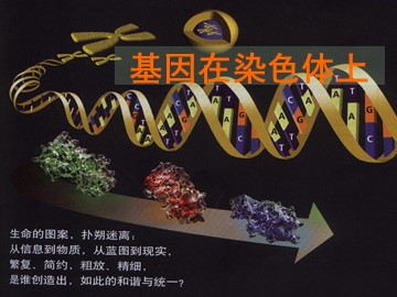 生物高中必修2第二章第二节课件1