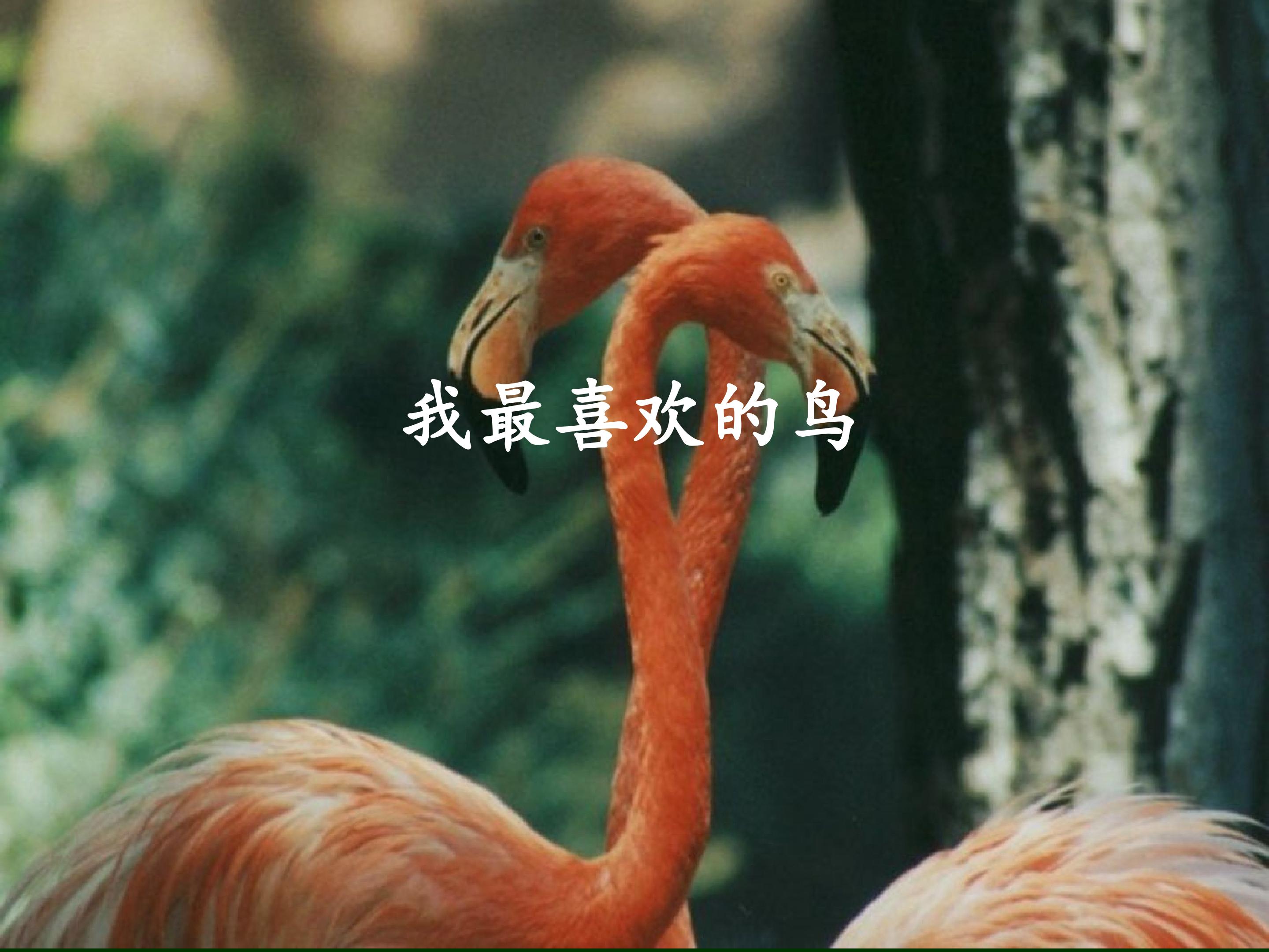 我喜欢的鸟_课件1